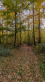 chemin foret communale de Frizon
