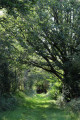 Chemin herbeux dans le bois près des Varennes