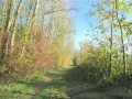 Chemin herbeux le long des arbres