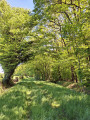 Chemin longeant le Bois de Vavray