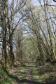 Chemin montant dans le bois de la Vergnée