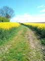 Chemin parmi les champs de colza