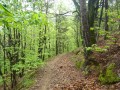 Chemin printanier en sous bois