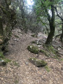 Chemin sous les chênes