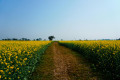 Sentier de François Desportes à Champigneulle