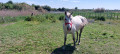 Cheval de Camargue