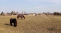 Cheval et poney au pâturage