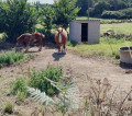 chevaux à Boloi