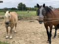 Chevaux à l’enclos