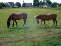 Chevaux dans un pr&eacute;