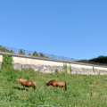 Chevaux sous la Terrasse