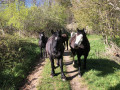 chevaux sur le chemin