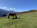 Chevaux sur le sentier