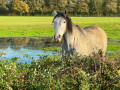 Chevaux sympathiques