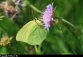 Citron visitant une fleur