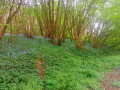 Coin de bois entouré de fleures bleues