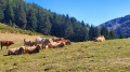 Col de Joux et Orgeix en boucle depuis Ax-les-Thermes