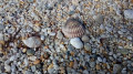 Coquillage Plage Landrezac