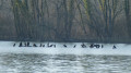 Cormorans