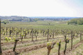 Boucle des coteaux du vignoble Castillonnais à Sainte-Colombe