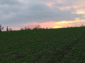 Bois de Berthonval depuis Thélus