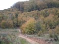 Couleurs automnales de la Forêt d'Eu