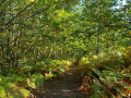 Couleurs d'automne dans la forêt de Montmorency