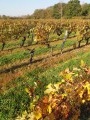 Boucle entre vignobles et vergers autour de Mareau-aux-Prés