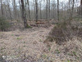 coupe de bois dans la forêt