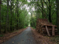 Coupe de bois