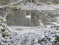 Cygne et canards