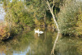 cygnes sur la levée