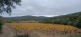 vignes