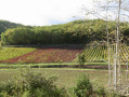 Entre vignes et forêts à Saurs