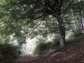 Dans la forêt de la Longue Vallée