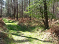 Dans la forêt domaniale de Montfort