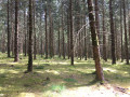 Dans la forêt moussue