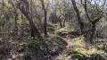 dans la forêt sur la crête