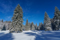 Dans la forêt