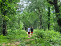 Dans la forêt