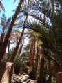 Palmeraie et kasbah d'Amezrou
