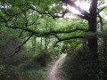 Dans le bois lors de la descente