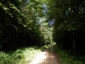 Dans le sous-bois du chemin de la randonnée