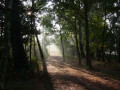 Dans Les Bois de Trémelin