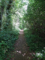 Dans les bois
