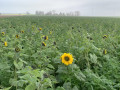 Dans les champs
