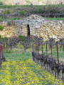 Dans les vignes