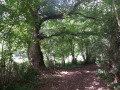 De beaux arbres bordent les chemins