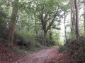 De grands et beaux hêtres bordent le chemin