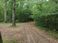 De larges chemins en forêt